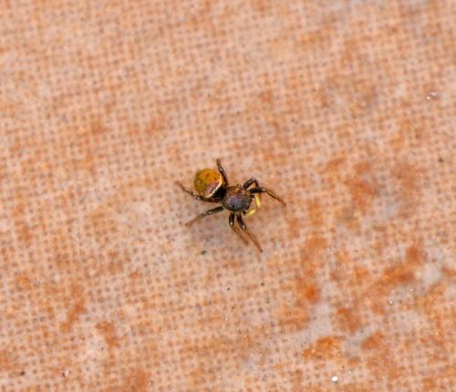 Réf. 202 127 : Heliophanus auratus